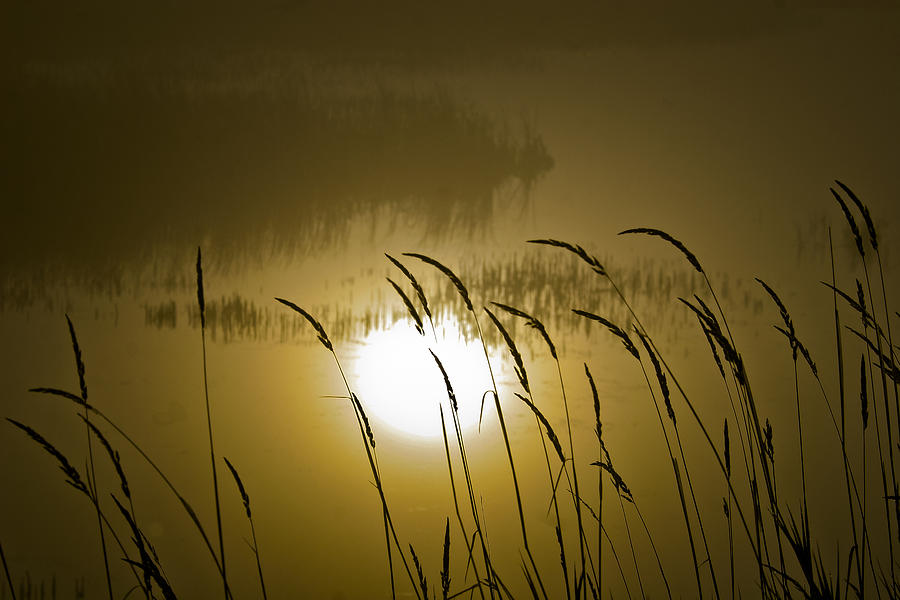 Grass Silhouettes Photograph by Albert Seger