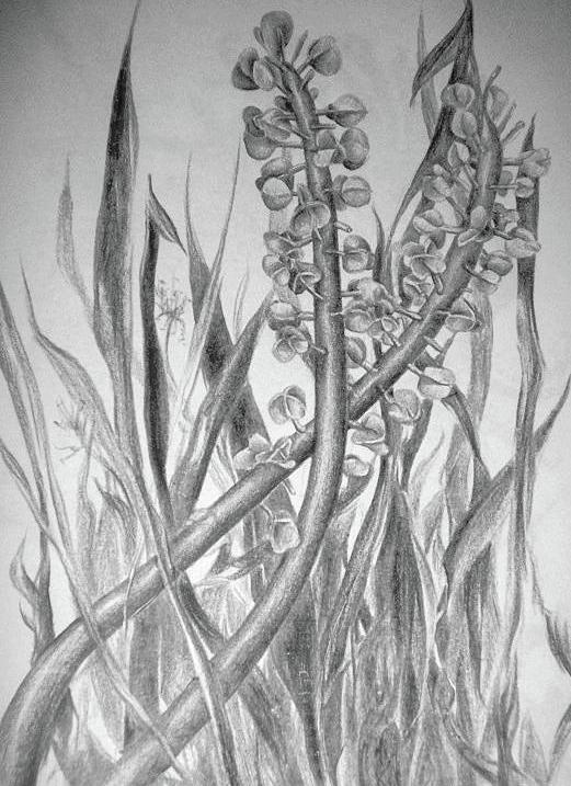 Grass sketch by Leizel Grant