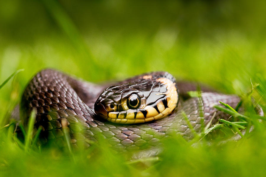 Summer Photograph - Grass Snake - Natrix natrix by Roeselien Raimond