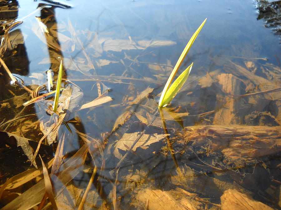Grass Spears in Still Water Photograph by Kent Lorentzen