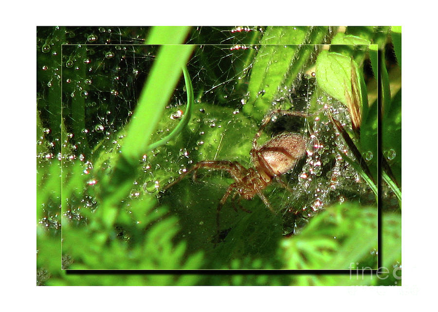 Grass Spider Photograph by Deborah Johnson