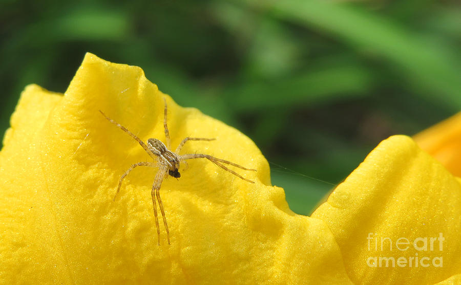 Grass Spider n Lilly Photograph by Stephanie Forrer-Harbridge