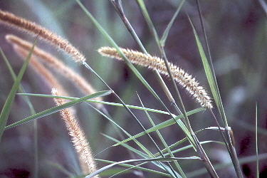 Grass stalks Photograph by Douglas Pike