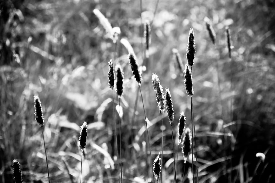 Black And White Photograph - Grass Stalks in Black and White by Edward Myers