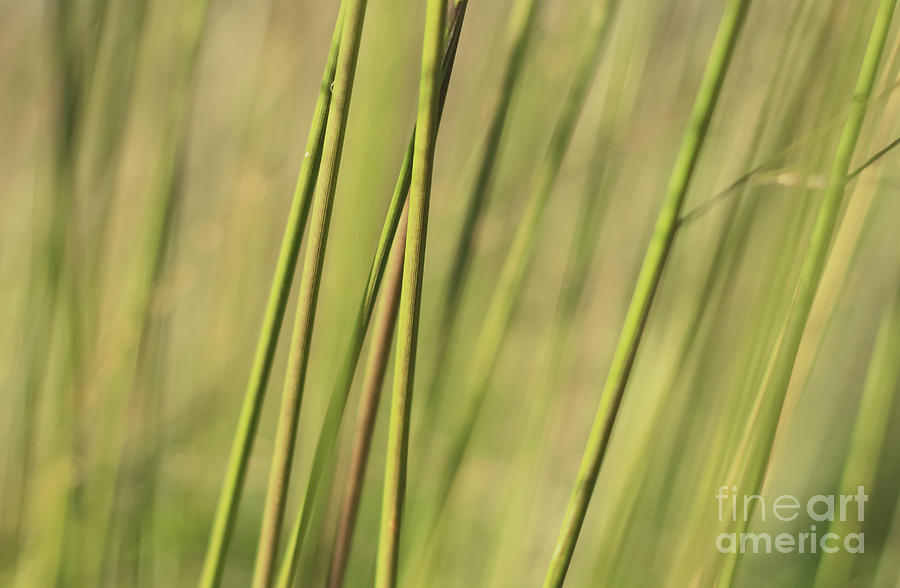 Grass Stem Abstract Photograph by Charline Xia