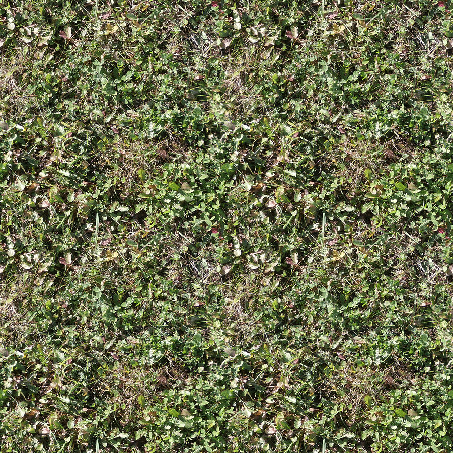 Grass texture Photograph by Miroslav Nemecek - Pixels