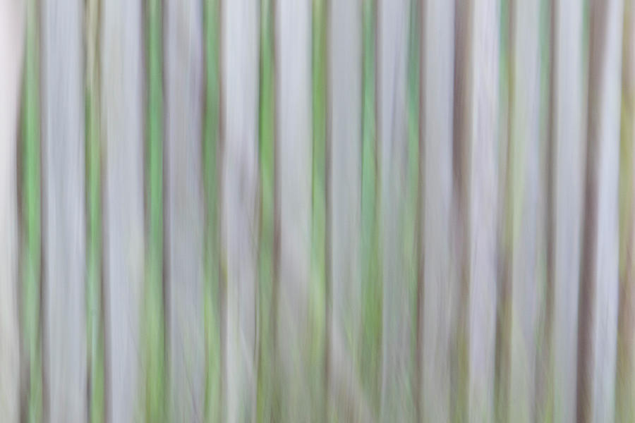 Grass Through Fence Photograph by Liz Albro