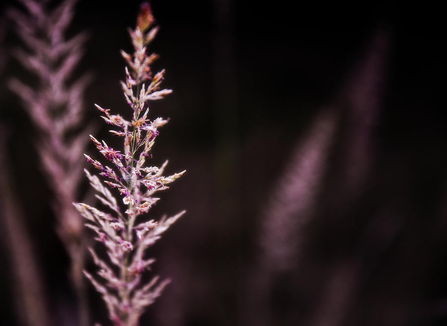 Grass Tops In Purple Tones Photograph by Alicia R Paparo