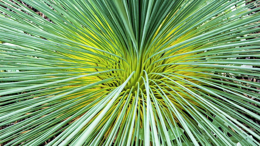Grass Tree - Canberra - Australia Photograph by Steven Ralser