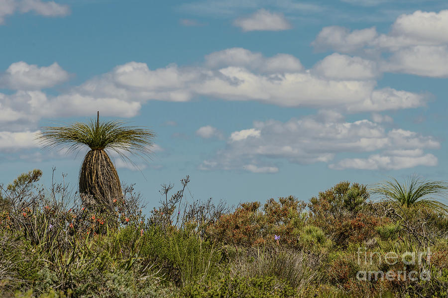 Grass Tree Landscape Photograph by Werner Padarin