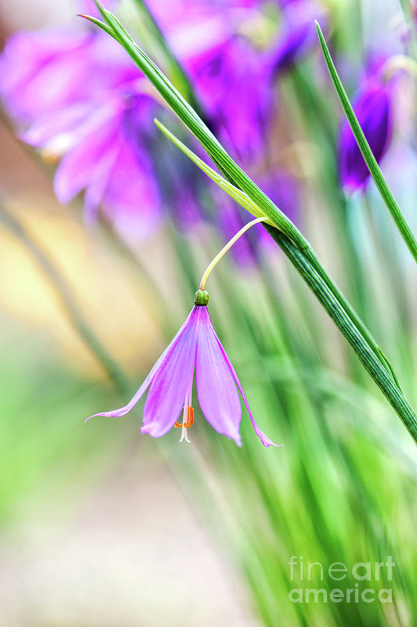 Grass Widow Flowers Photograph by Tim Gainey