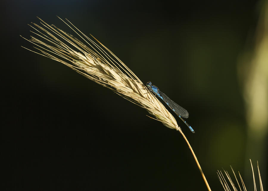 Grass with Blue Damsel Photograph by Thomas Young