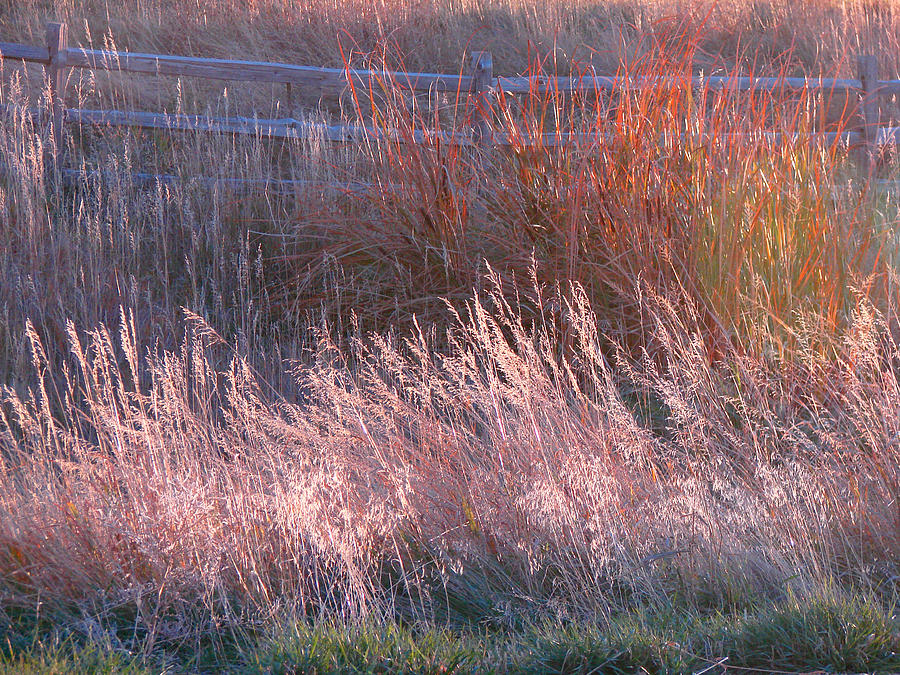 Grasses 1 Photograph by Diana Douglass