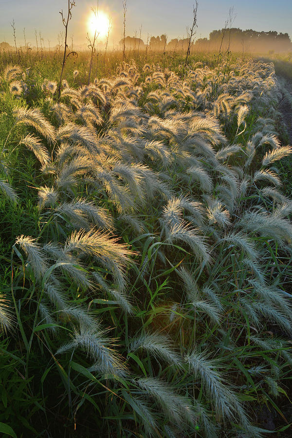 Grasses Aglow in Glacial Park Photograph by Ray Mathis