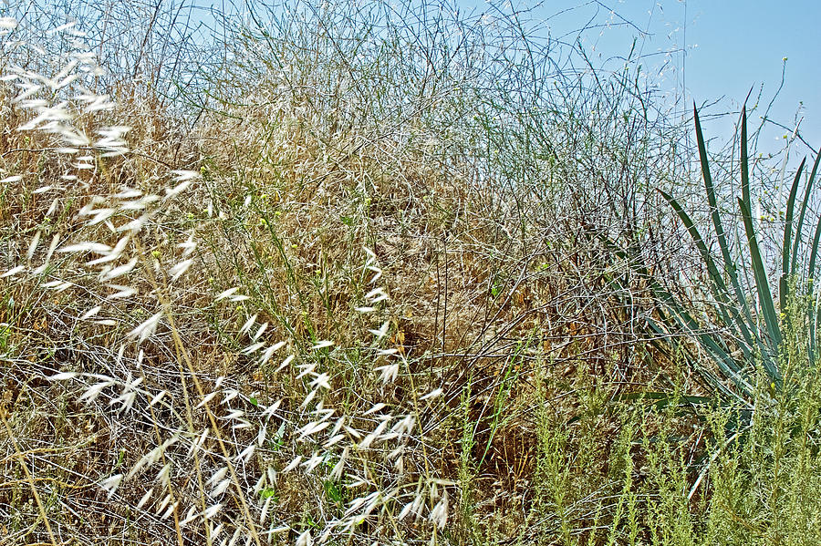 Grasses along Mount Baldy Road, California  Photograph by Ruth Hager
