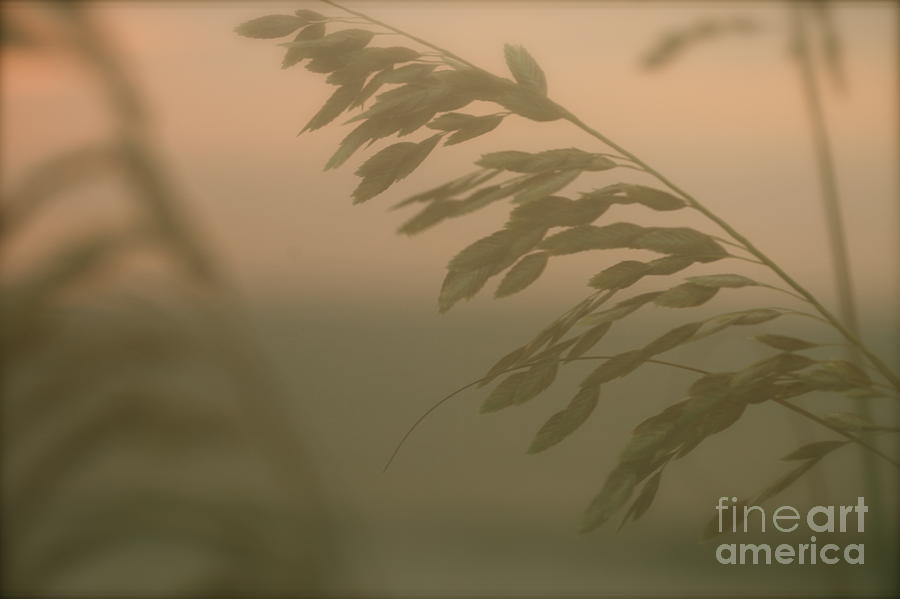 Grasses and Mist Photograph by Nadine Rippelmeyer