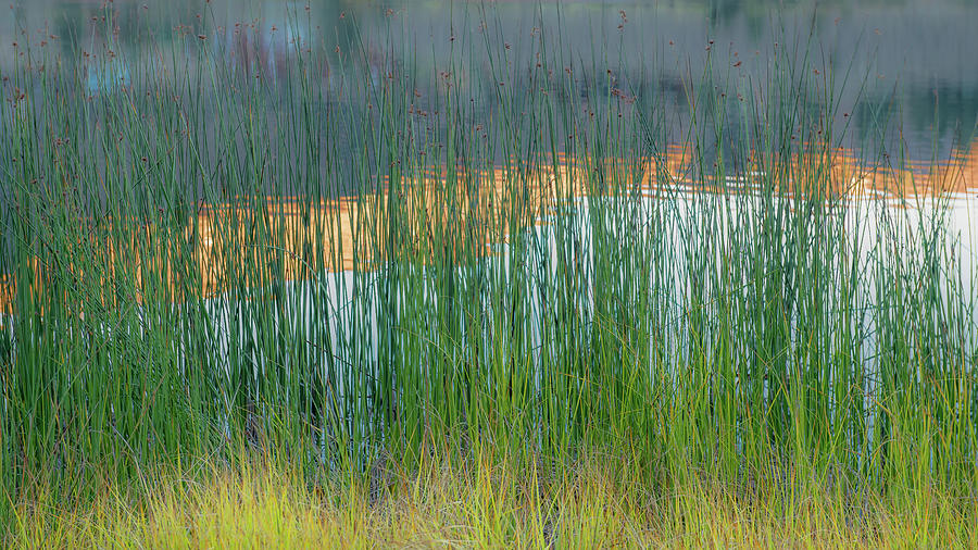 Grasses and Reflections Photograph by Joseph Smith