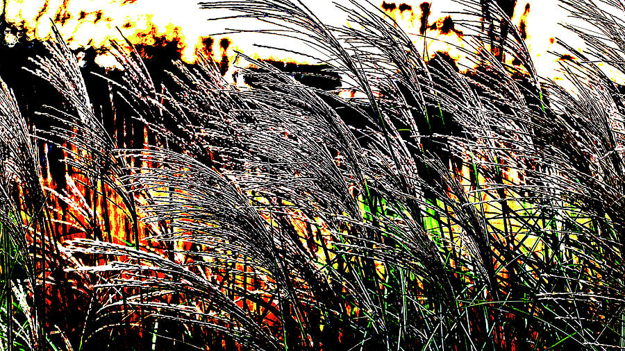 Grasses blowing in the wind Photograph by Ian Watts