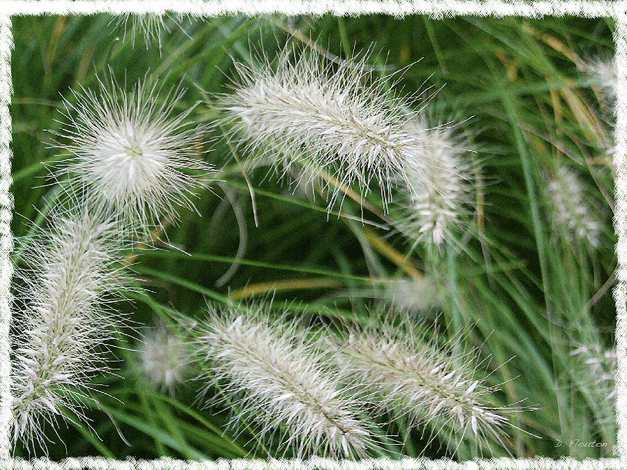 Fluffy Grass Plumes Photograph by Dee Flouton