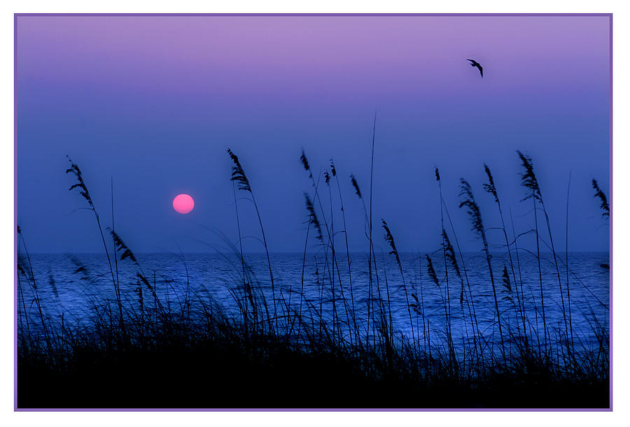 Grasses frame the setting sun in Florida Photograph by Mal Bray