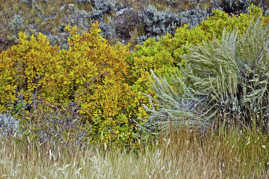 Grasses in Autumn in Echo Canyon near I 80, Utah Photograph by Ruth Hager