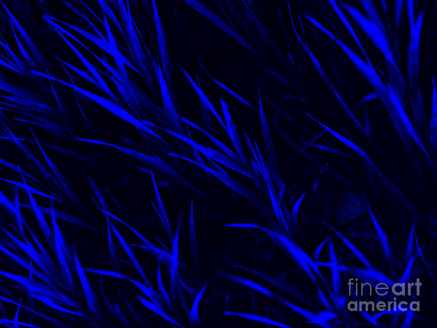 Grasses In Blue Photograph by Tara Lynn