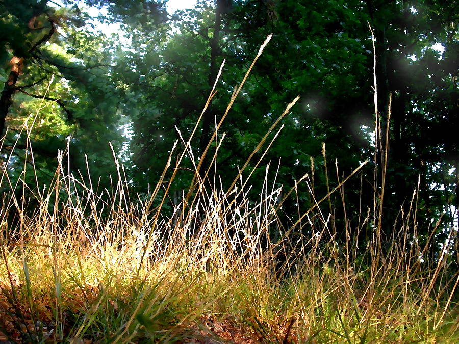 Grasses in Sunlight Painting by Paul Sachtleben