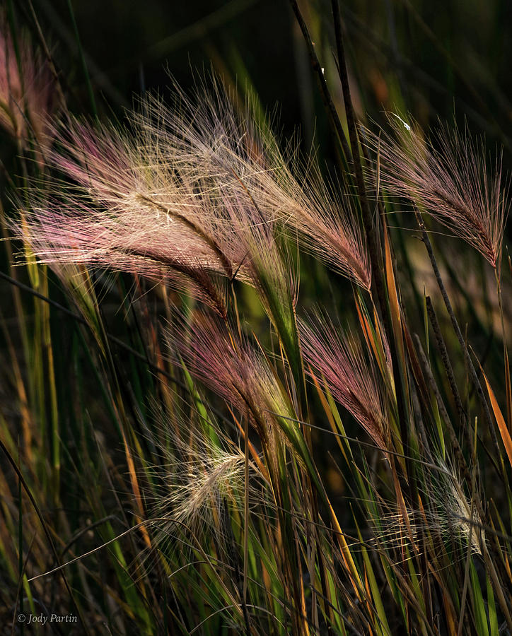 Grasses Photograph by Jody Partin