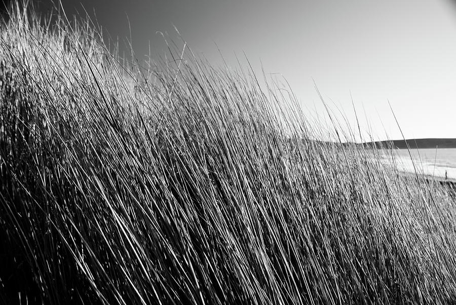 Grasses Photograph by John Unwin