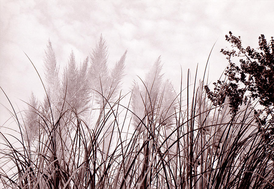 Grasses Photograph by Katherine Huck Fernie Howard
