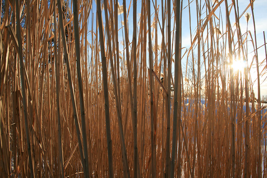 Grasses Photograph by Laura Kinker