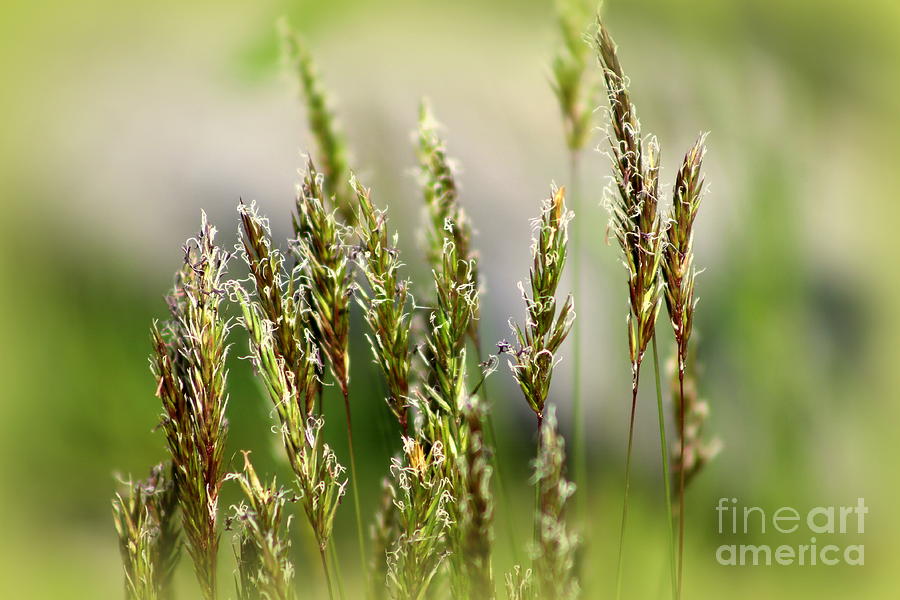Grasses Photograph by Leone Lund