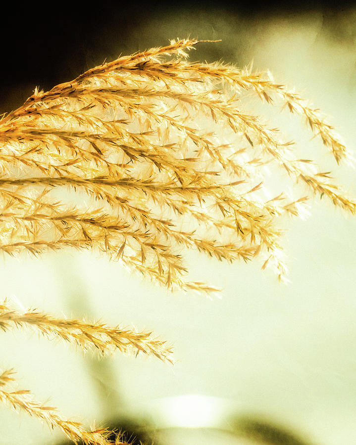 Grasses of Gold by Donna Lee Grasses of Gold by Donna Lee