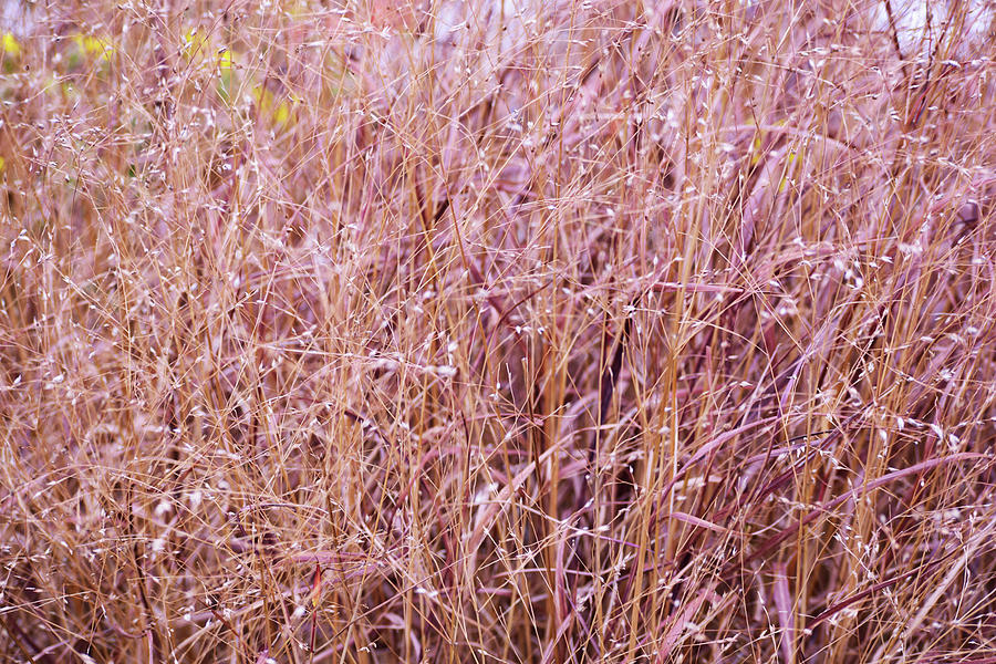 Grasses on the High Line No. 1 Photograph by Sandy Taylor