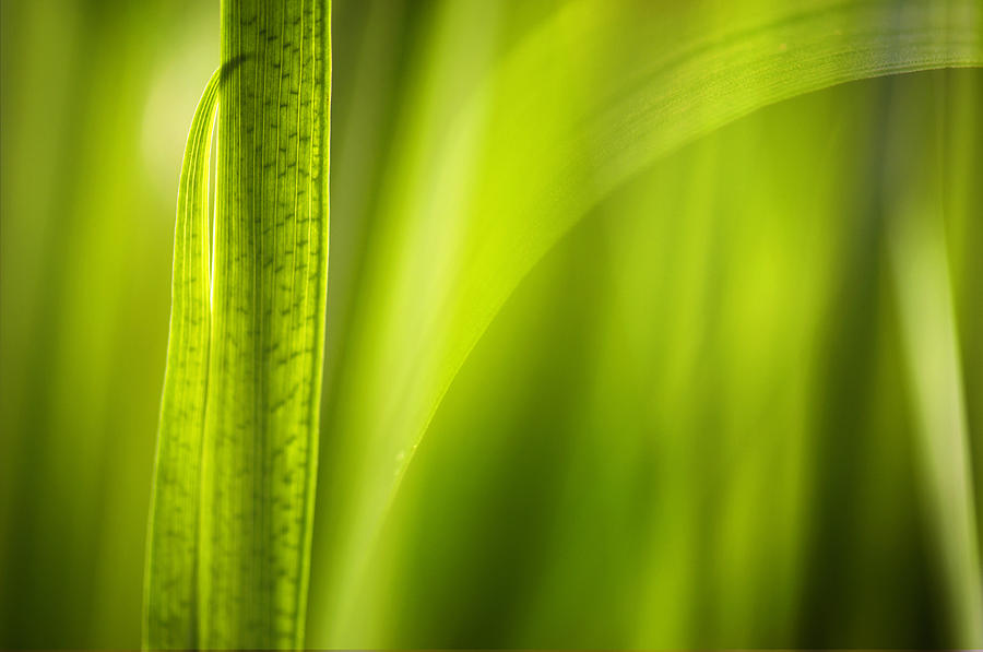 Grasses Photograph by Silke Magino - Fine Art America