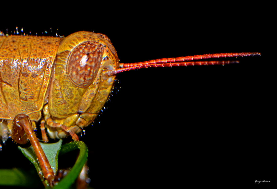 Grasshopper Photograph - Grasshopper 012 by George Bostian