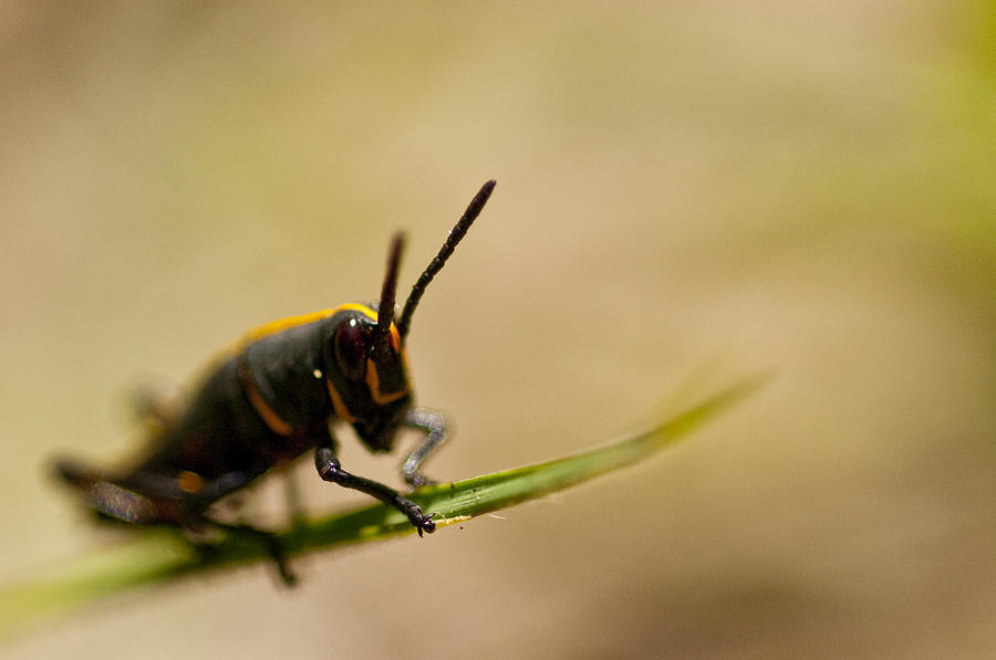 Grasshopper 1 Photograph by Anthony Towers - Fine Art America