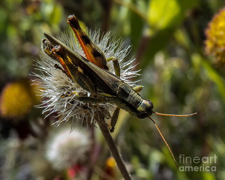 Grasshopper 1 Photograph by Christy Garavetto