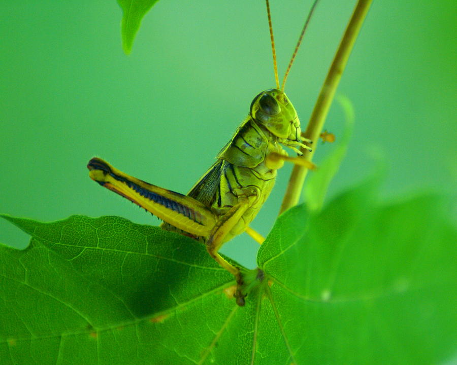 Grasshopper 2 Photograph by Ben Upham III