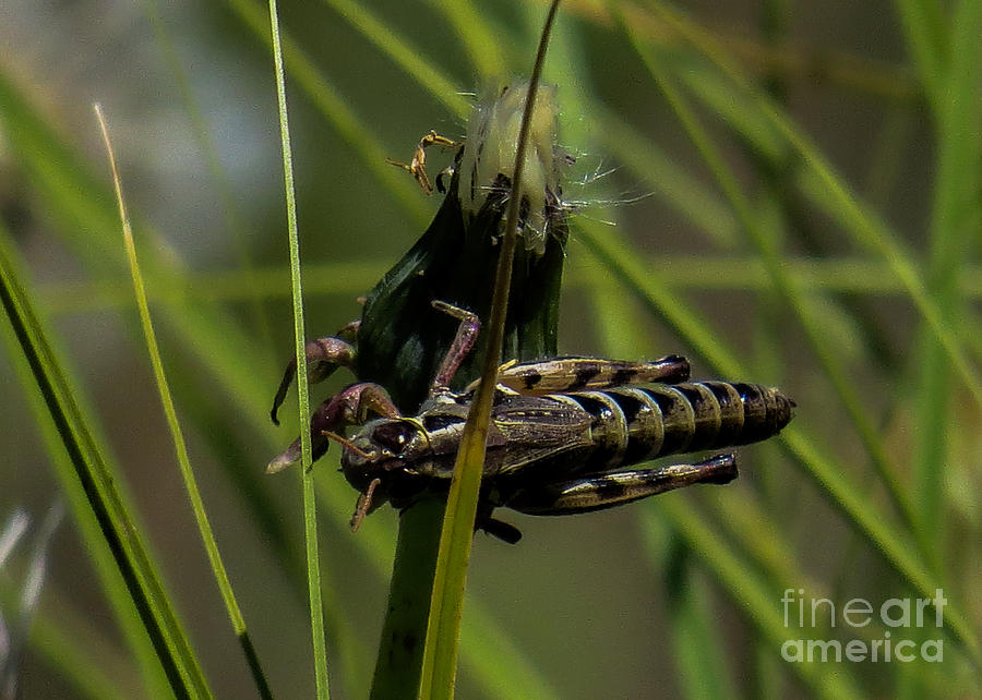 Grasshopper 2 Photograph by Christy Garavetto