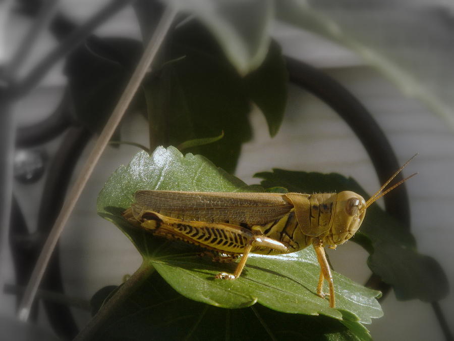 Grasshopper Photograph - Grasshopper 2 by John Julio