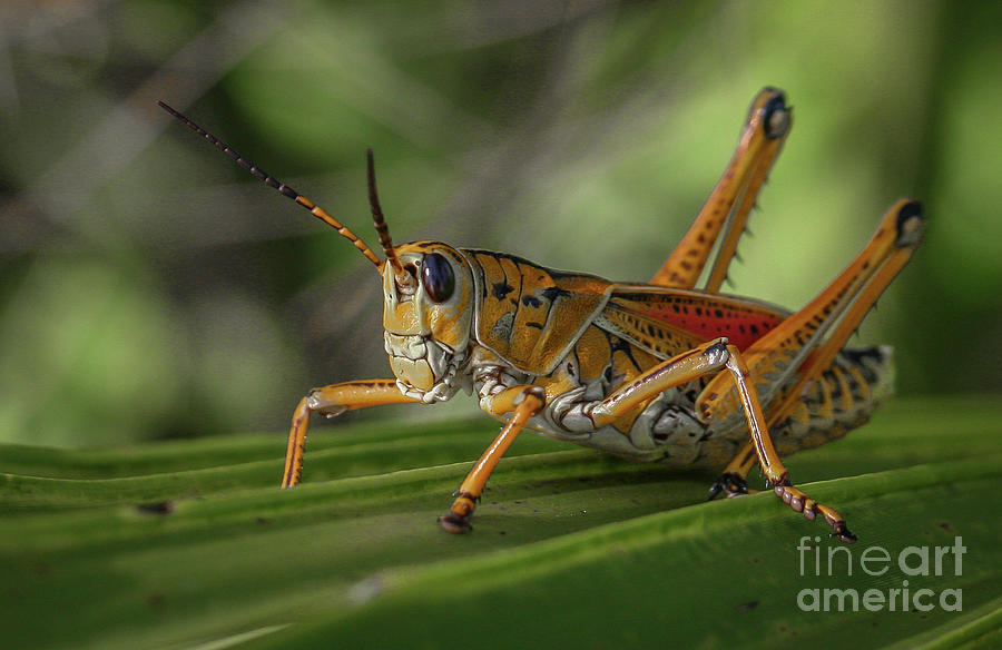 Grasshopper and Palm Frond Photograph by Tom Claud