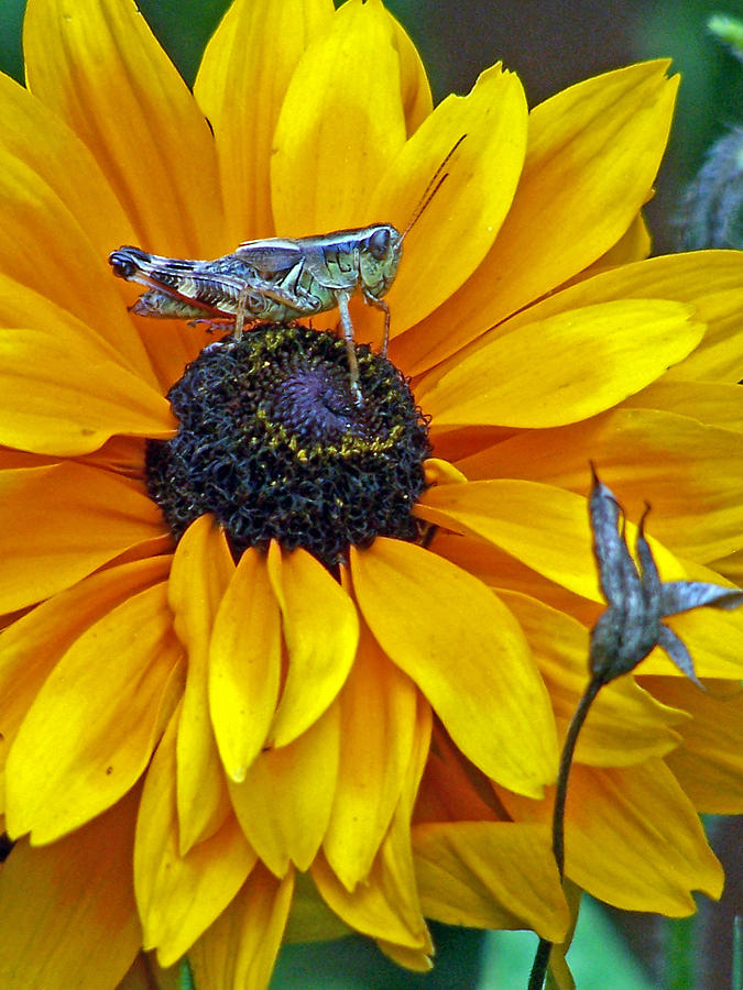Grasshopper and Susan Photograph by Jennifer Robin