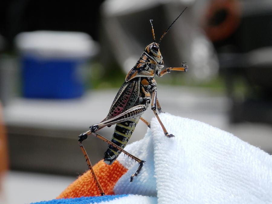 Dancing Grasshopper at the Pool Photograph by Belinda Lee
