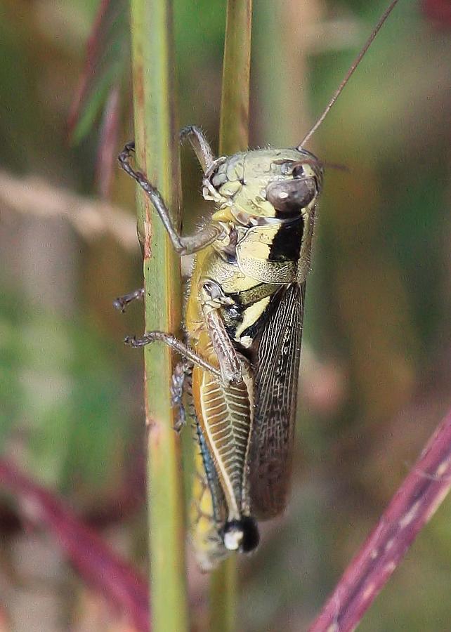 Insects Photograph - Grasshopper by Carol Groenen