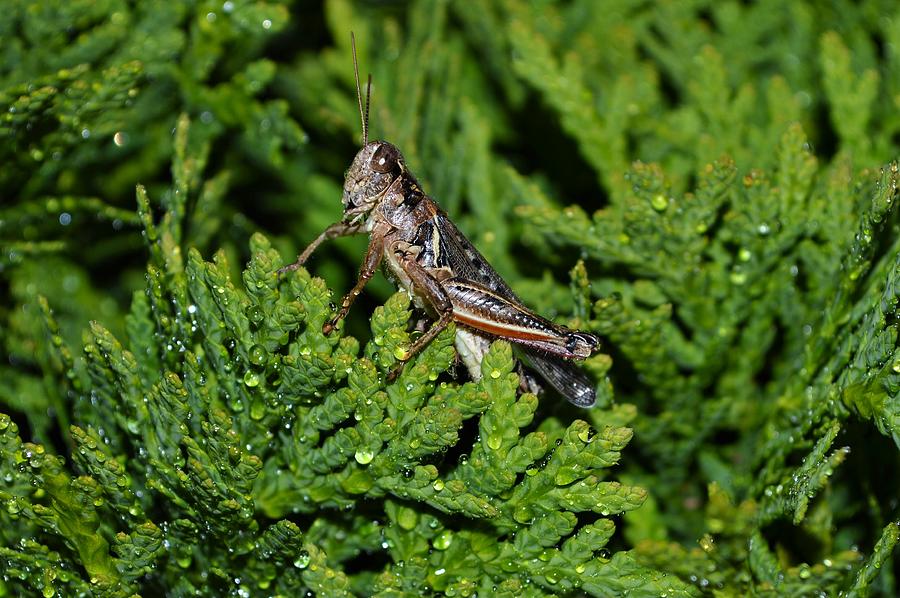 Red-legged Grasshopper  Photograph by Cheryl Hoyle
