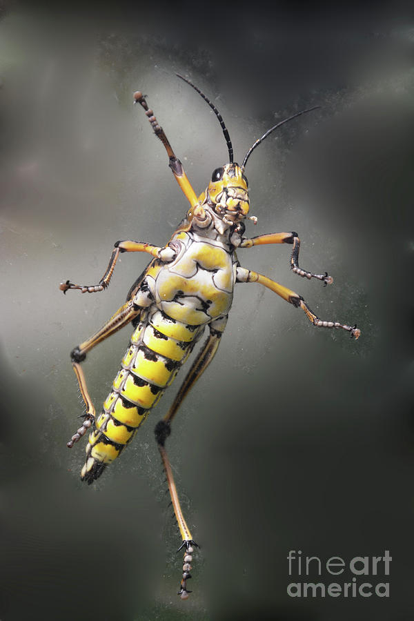 Grasshopper Photograph by Cindy Manero