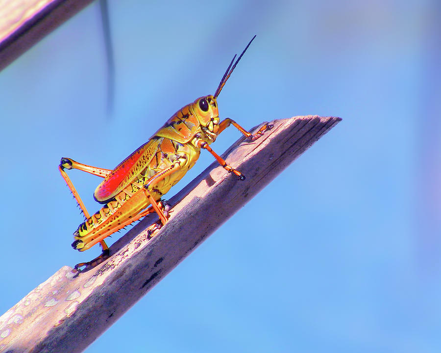Grasshopper Enjoying Life Photograph by Mark Andrew Thomas