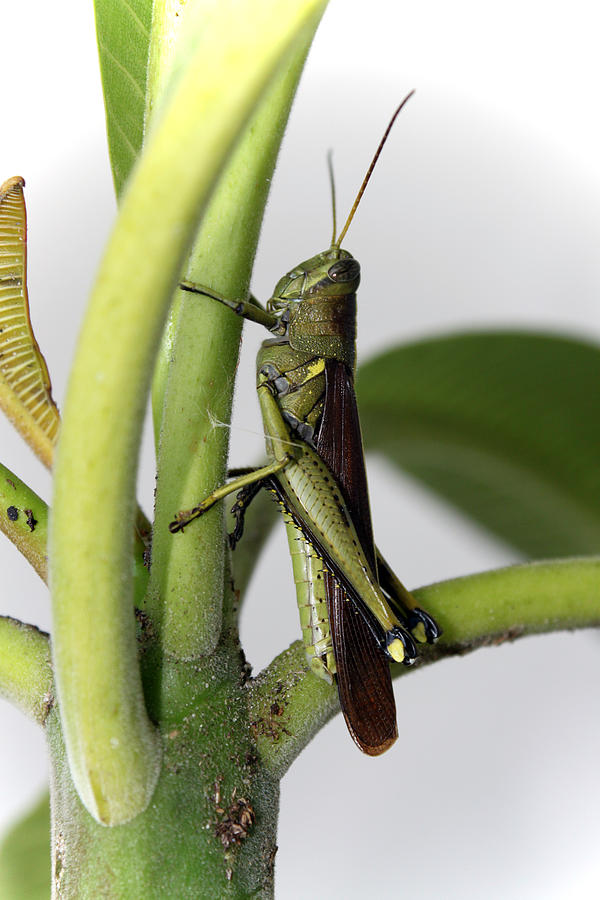 Grasshopper Photograph - Grasshopper by Evelyn Patrick