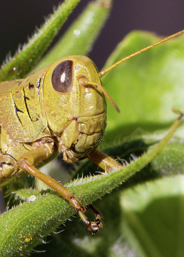 Grasshopper Head Closeup Photogr